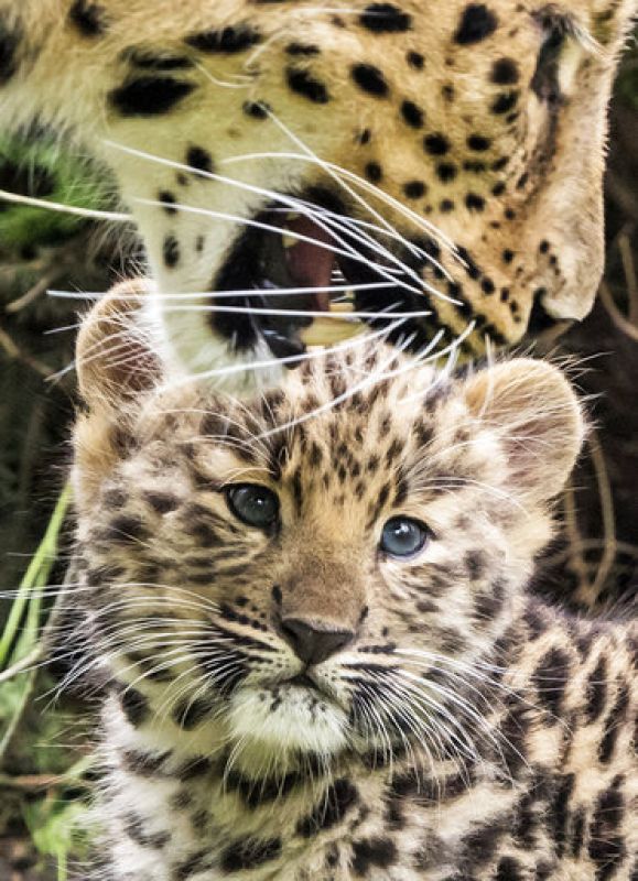 One of the male Amur leopard cubs (Panthera pardus orientalis), also known as the Manchurian leopard, explores his enclosure behind his mother Mia in the zoo in Leipzig, Germany, Tuesday, June 27, 2017. The leopards born on April 22, 2017, have no names yet. (AP Photo/Jens Meyer)