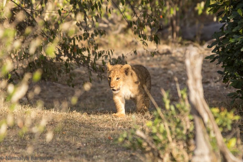 A 3 month old cub comes out of the bush. This was at least 200m from the main road and we would have missed this in a National Park.