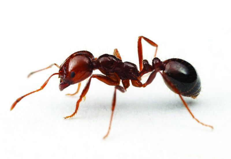 Ants and insects 