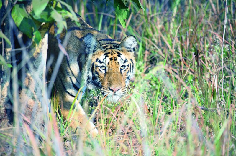  A tiger emerging from the thicket at Telia, Tadoba Maharashtra