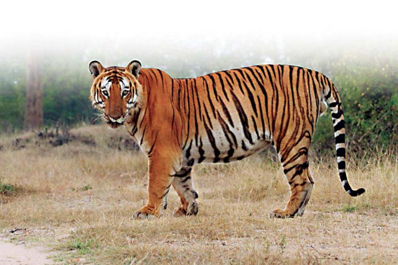 Famed tiger of Bandipur â€˜Princeâ€™ photographed by retired director of the Park B.B. Mallesh.