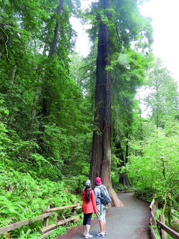 The redwood trees at Muir Woods are said to be among the tallest trees in the world