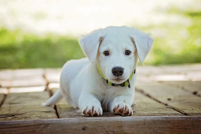 Cute Labrador pup (Photo: Pixabay)