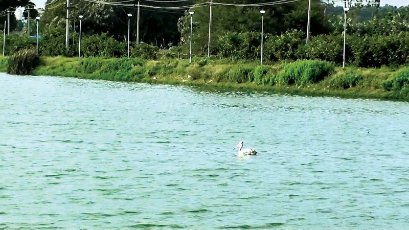 File photo of Jakkur Lake
