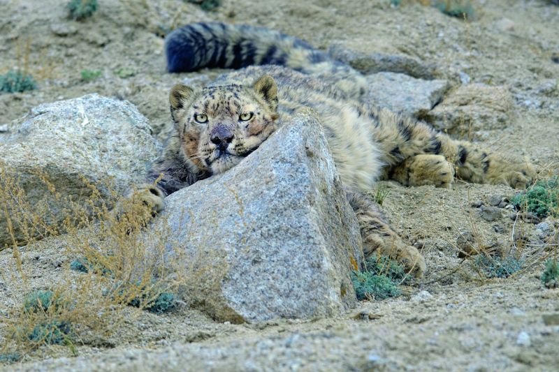 Snow Leopard, Ladakh.