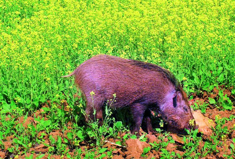 A boar feeds in another farm.