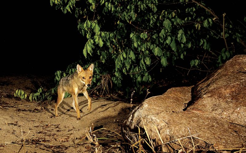 Jackals are the other large predators of the sanctuary; they feed on Black-naped Hare and small rodents