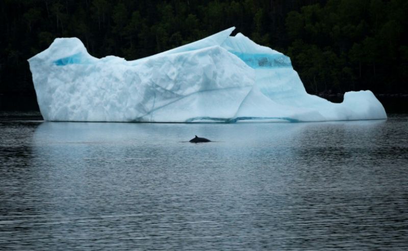  A whale swims in front of an iceberg at King's Point. (Photo: AFP)
