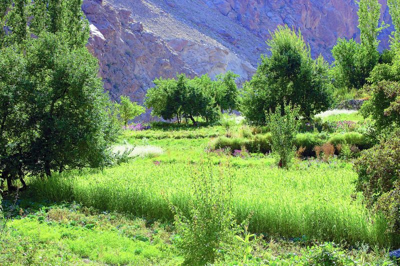 Lush green fields in village Dha where a variety of crops and fruits grow