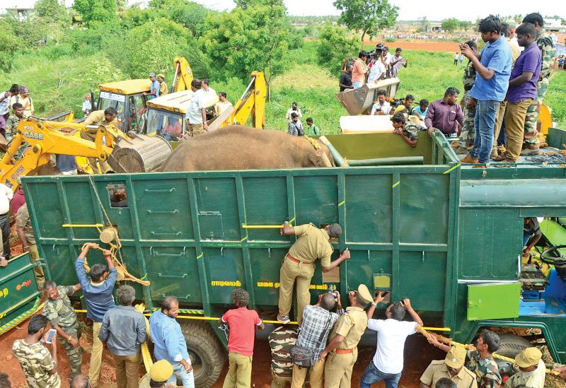 Wild tusker on being sedated, is being led into a lorry by JCB in Vellalore. (Photo: N. Balu Mahendran)