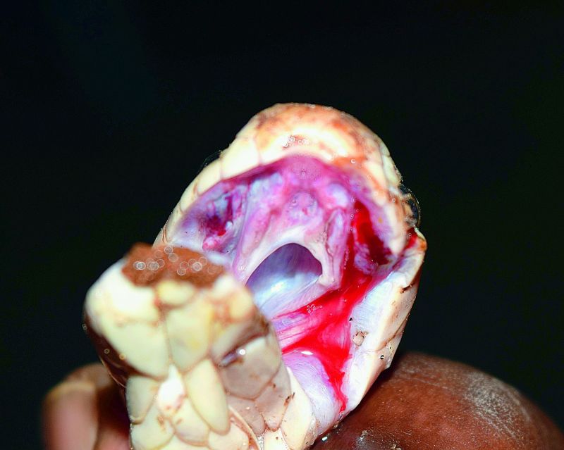 A snake whose fangs are removed bleeds from its mouth.