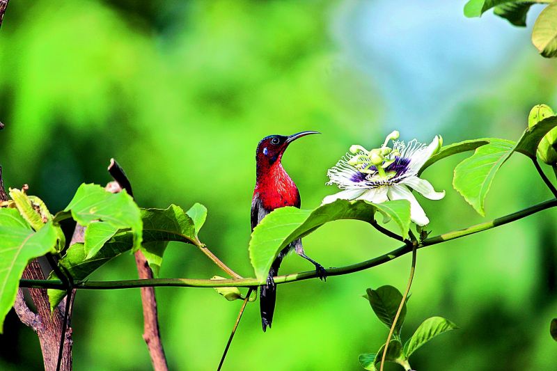 A bird spotted on one of the birding trails on Farm of Happiness