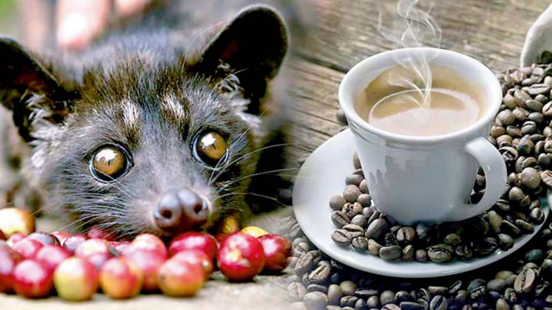 Kopi Luwak