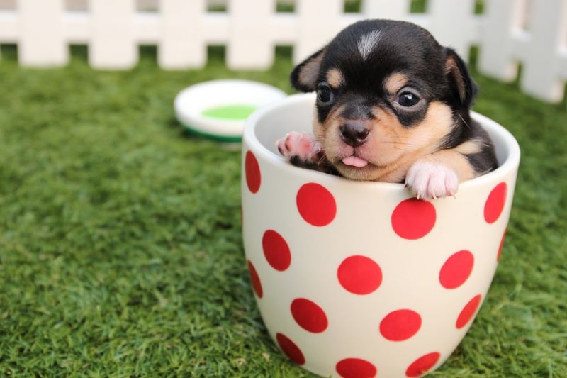 Baby Chihuahua in a cup (Photo: Pixabay)