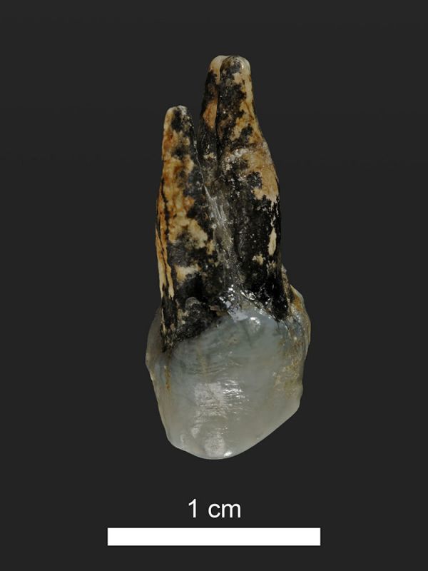 A 7.24-million-year-old upper premolar of Graecopithecus from Azmaka, Bulgaria (photo courtesy of Wolfgang Gerber, University of TÃ¼bingen)