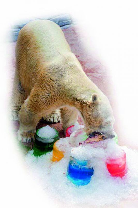 Inuka, the only polar bear  born in a tropical country  