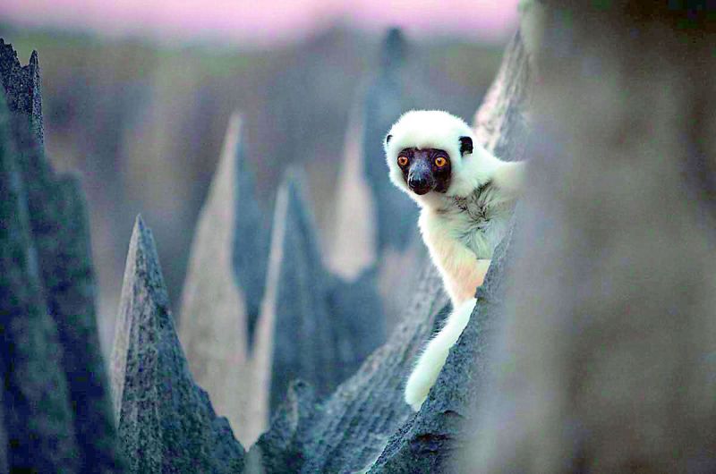 A lemur peaks from his vantage point 