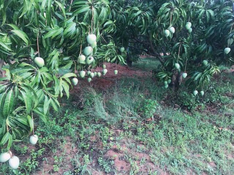 A mango orchard with ready to pluck mangoes.