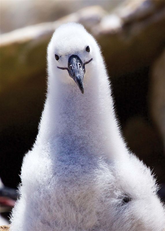 Albatross chick