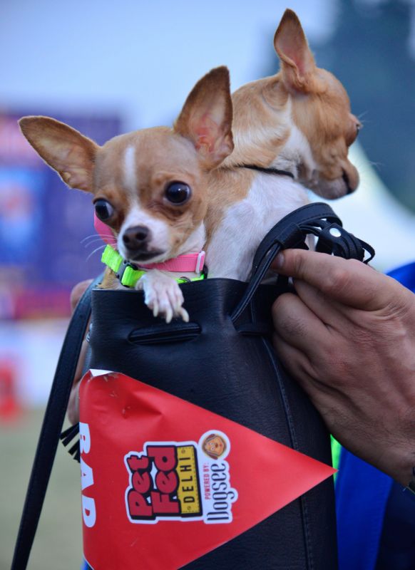 More than 50 different breeds of dogs can be seen at the festival.