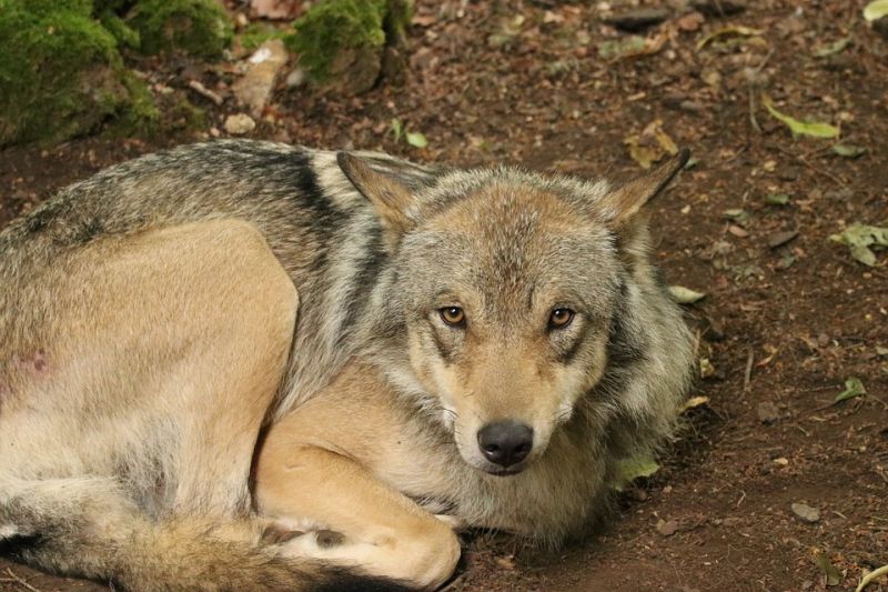 Sandra L. Piovesan was half eaten by her pet wolf-dogs before authorities found her