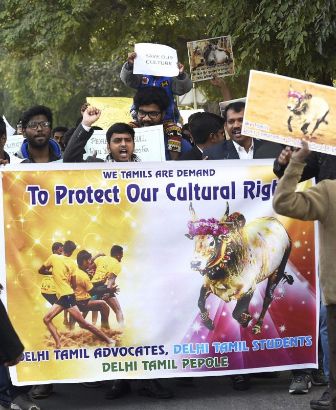 Tamil lawyers in Supreme Court shout slogan during a protest march from Mandi House to jantar Mantar against People for the Ethical Treatment of Animals (PETA) and the ban on Jallikattu in New Delhi. (Photo: PTI)