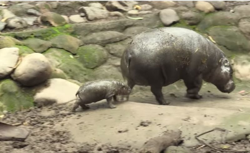 Baby hippo and mum (Photo: Youtube/ AFP)