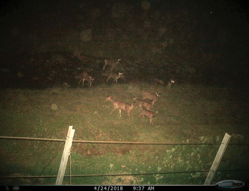 A heard of deer spotted near the  fence