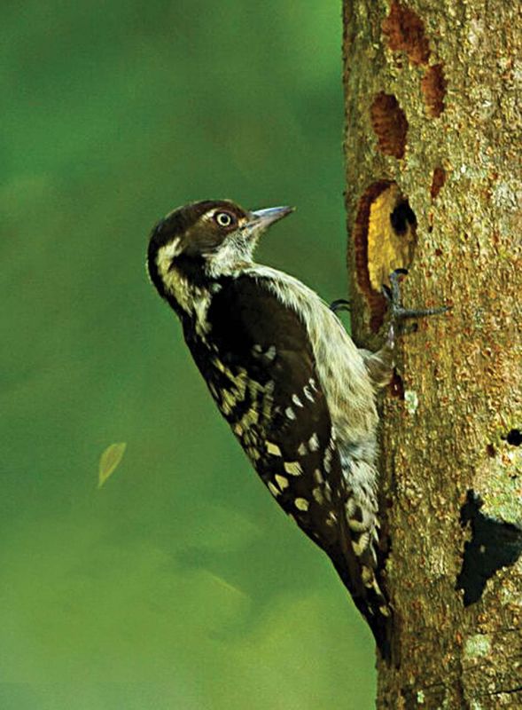 Pigmy woodpecker, one of the smallest woodpeckers