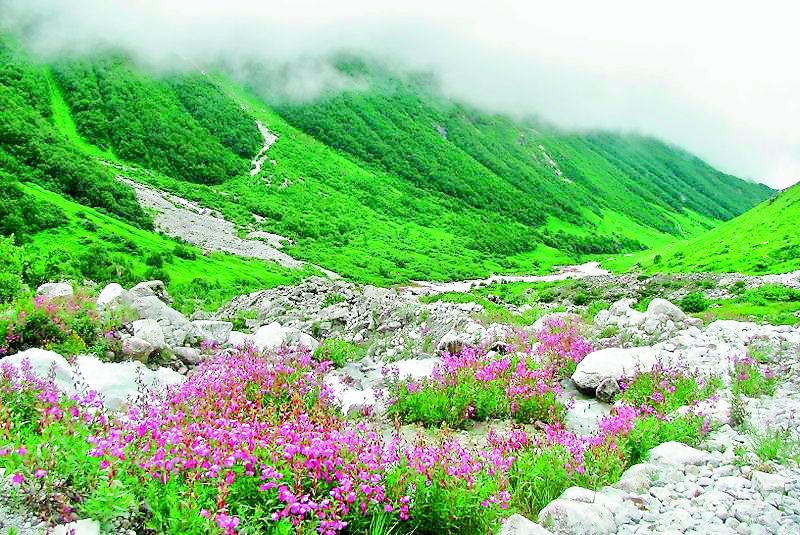 The Valley of Flowers in Uttarakhand
