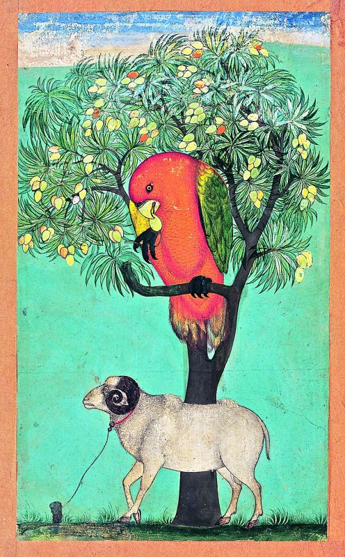 Breathtaking artefacts: A unique painting from the Deccan's Golconda school of a parrot perched on a mango tree, with a ram tethered below
