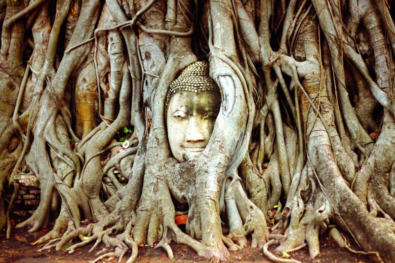 Buddha  in the roots at Wat Mahathat.