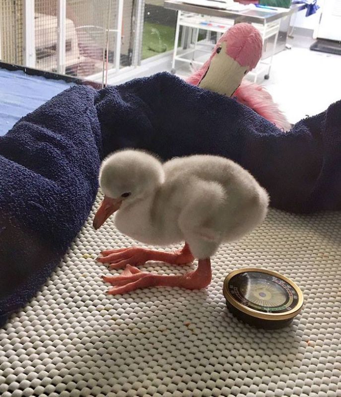 The tiny baby flamingo trying to get up on its two legs (Photo: Facebook)