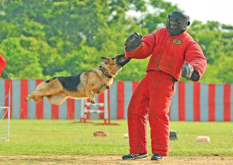 A dog catches the effigy of a terrorist at Officers Training Academy.