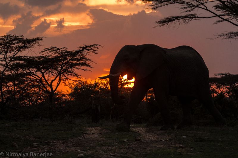 Elephant silhouetted by the setting sun. Photo taken from within Porini Cheetah Camp