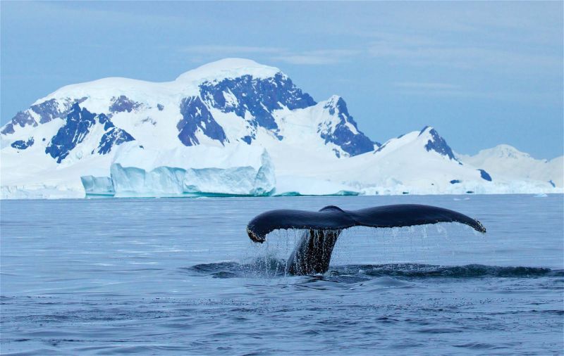 A fin whale diving