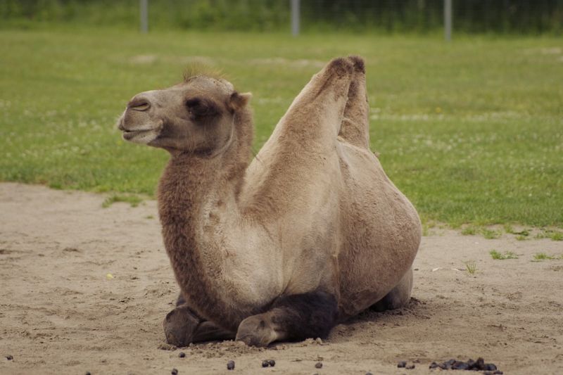 Pam's camel lay on top of her straddling her until she ran out of oxygen and died 