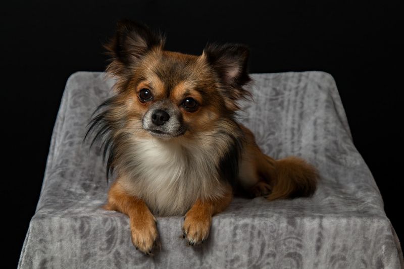Chihuahua (Photo: Pixabay)