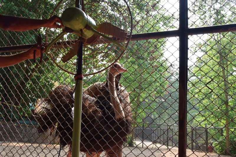 Following the death of a baby female ostrich, staff have installed fans to cool the birds down. (Photo: R. Sabari Nath)