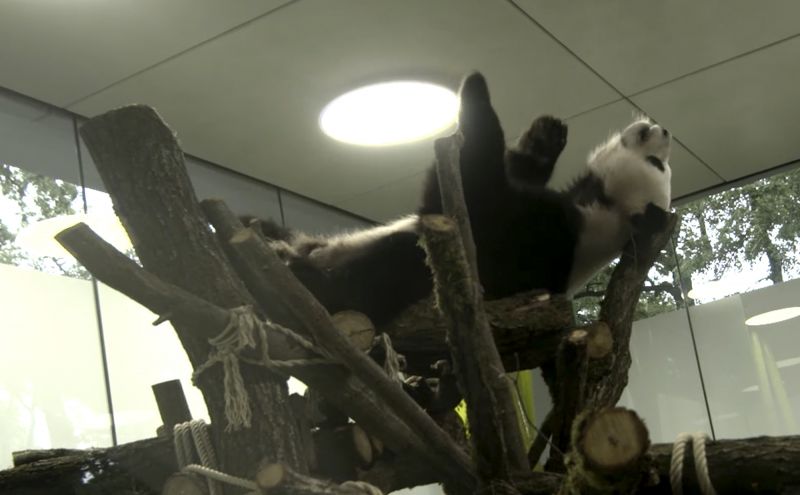 The grab from a video released by the Berlin Zoo shows the giant panda 'Jiao Qing' during an exploration of the new part of the Panda enclosure in Berlin, Germany, Tuesday, June 27, 2017. After a successful familiarization during the past 48 hours, the pandas already investigate another area of the large Panda Villa. (Zoo Berlin via AP)
