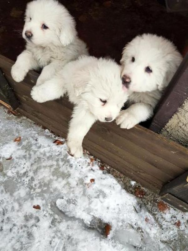 Three puppies stay close to each other at the Hotel Rigopiano, near Farindola, central Italy. (Photo: AP)