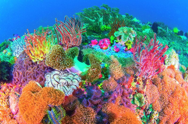 Coral reef off Philippines.