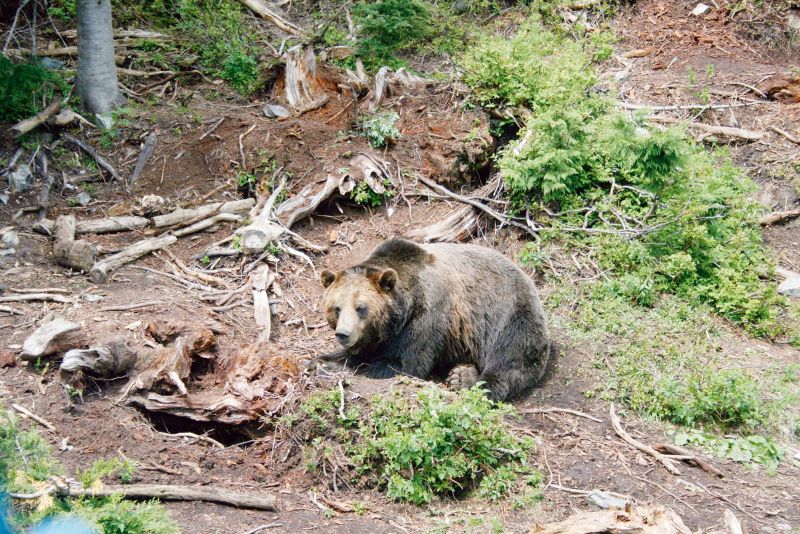 Grizzly bear in it's habitat.
