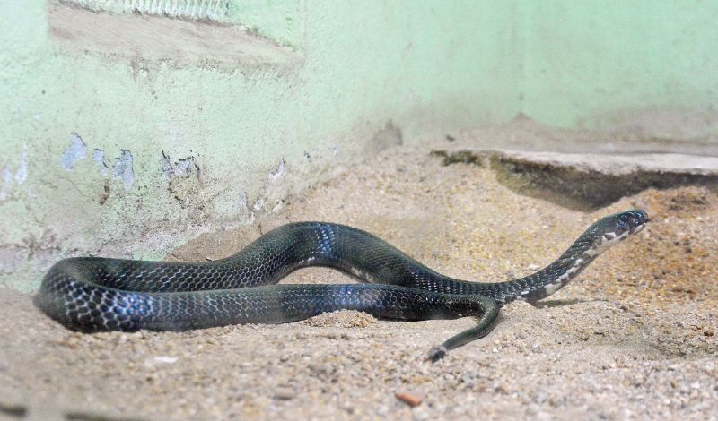 In a first, rare Albino Spectacled Cobra found in Uttarakhand