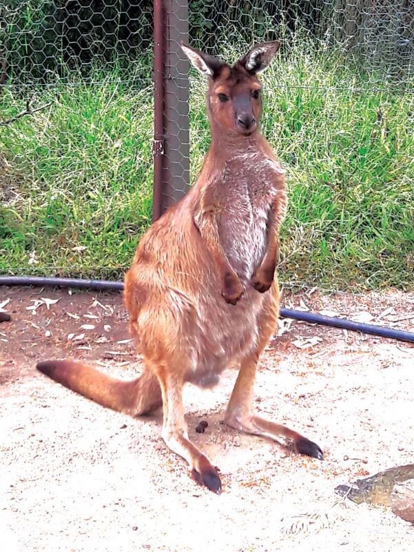 A Kangaroo Island  kangaroo at Melbourne Zoo