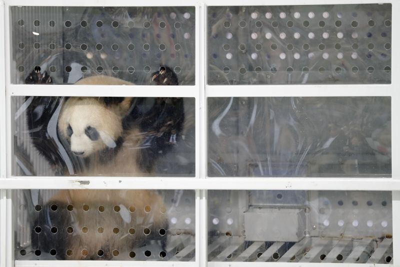 Two giant pandas from China have landed safely in Berlin where they are being welcomed by the German capital  (AP Photo/Markus Schreiber)