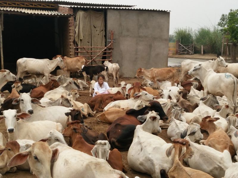 Once a cow reaches her 3,300 sq yard gaushala, she would take full care of the animals by providing food and medicine. (Photo: PTI)
