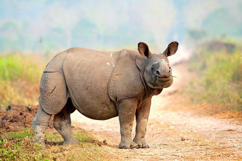 Great Indian rhino