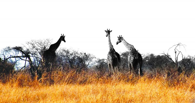 A herd of giraffe at the Hwange National Park