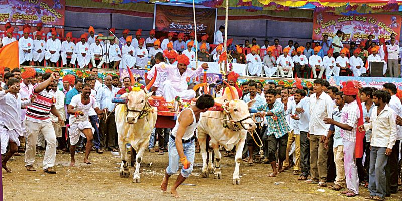 As part of a traditional game, two bulls belonging to different landlords are decked up and made to run till the entrance of the village